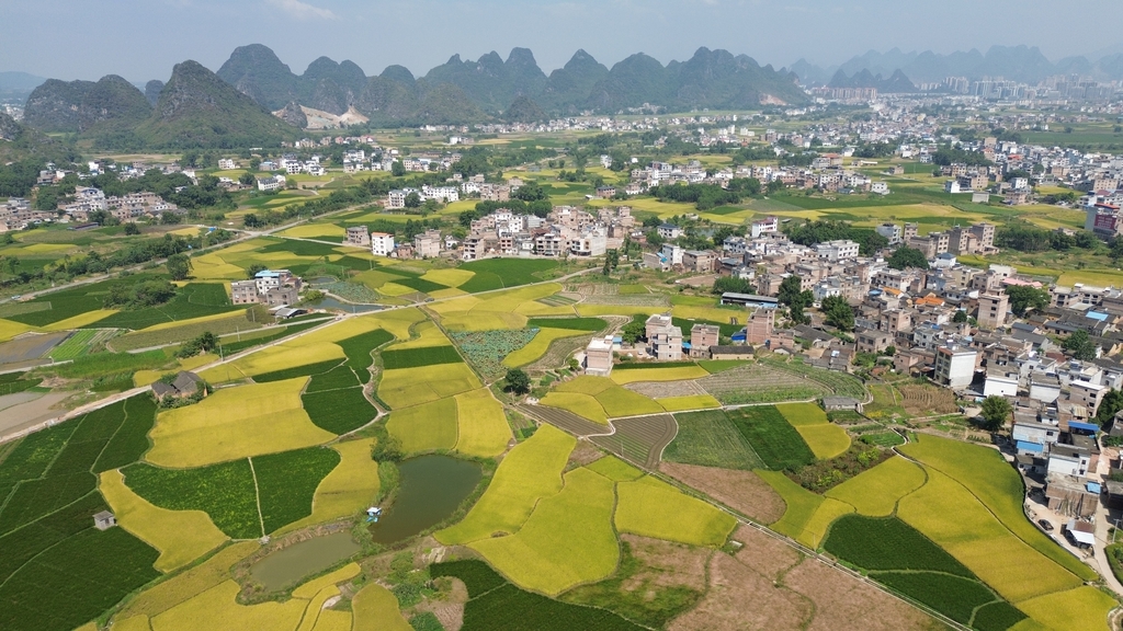 广西贺州：稻花香里好“丰”景