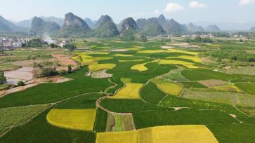 广西贺州：稻花香里好“丰”景