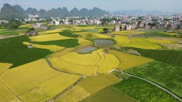 广西贺州：稻花香里好“丰”景