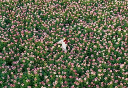 高质量发展调研行｜从一家花卉市场转型看花园城市建设