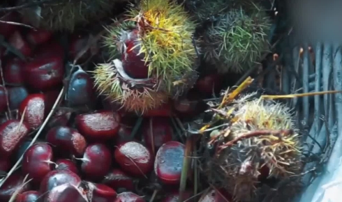 高质量发展调研行｜从长城脚下一个村，看北京乡村全面振兴