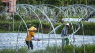 海南琼海：农民在搭建水瓜棚