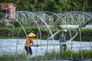 海南琼海：农民在搭建水瓜棚