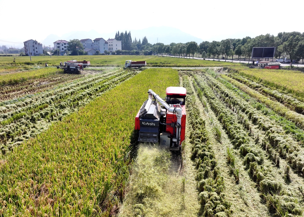 浙江金华：种粮大户用联合收割机抢收水稻