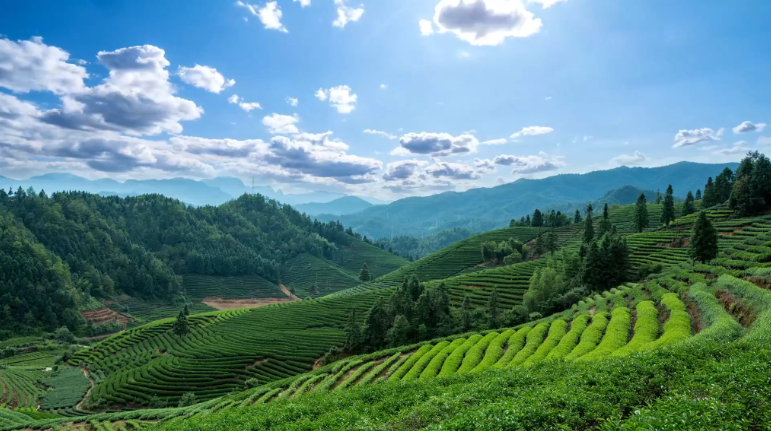 【双城漫游记】从武夷岩茶到高山乌龙，茶汤里的中华味道