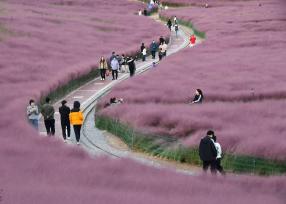 河北邯郸：粉黛乱子草吸引众多游客