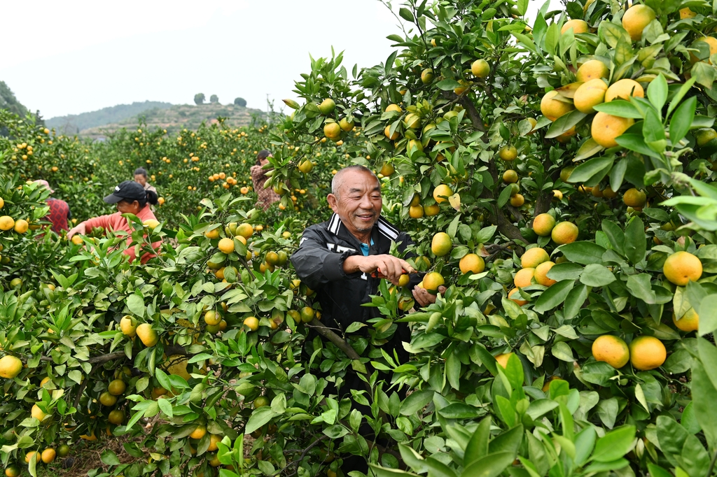 湖南洞口：柑橘挂满枝 果农忙采摘