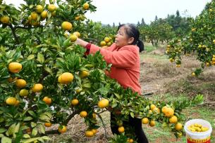 湖南洞口：柑橘挂满枝 果农忙采摘