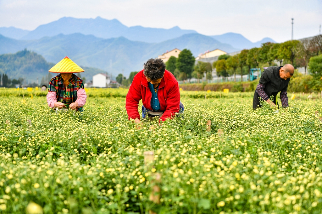 浙江武义：工人采摘新鲜杭菊