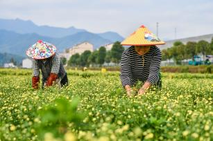 浙江武义：工人采摘新鲜杭菊