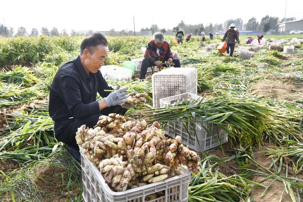 山东枣庄：黄姜喜获丰收