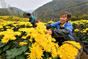 湖北保康：金丝皇菊种植助农增收