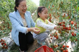 江西宜春：育秧大棚果蔬丰收