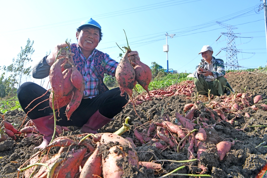 立冬时节 安徽淮南农民农事忙