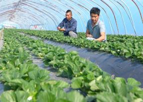 立冬时节 安徽淮南农民农事忙