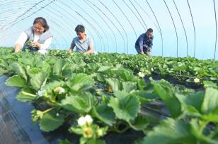 立冬时节 安徽淮南农民农事忙