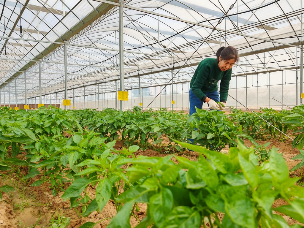 湖北云梦：蔬菜基地田管收获忙