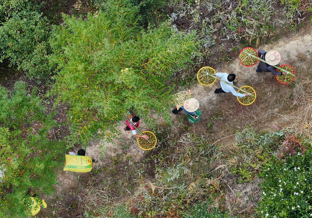 广西融水：万亩油茶喜丰收