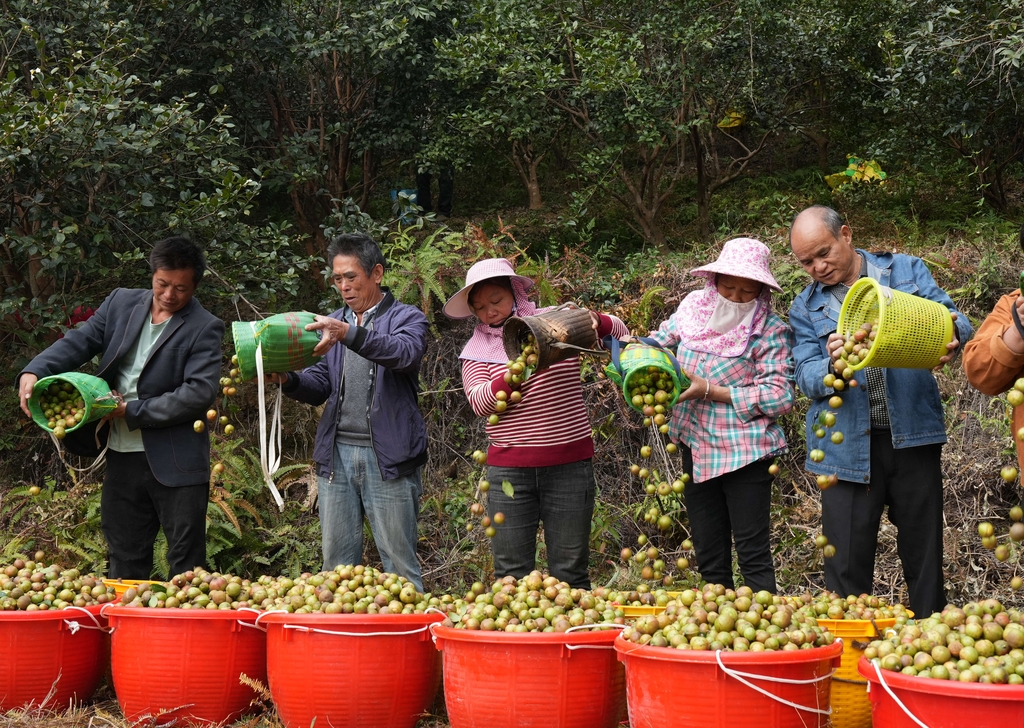 广西融水：万亩油茶喜丰收