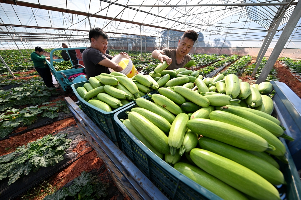 江西抚州：农民在农业基地采摘西葫芦