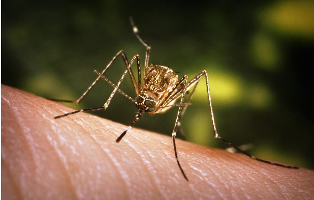 印度德里报告首例“日本脑炎”病例 政府呼吁民众勿恐慌