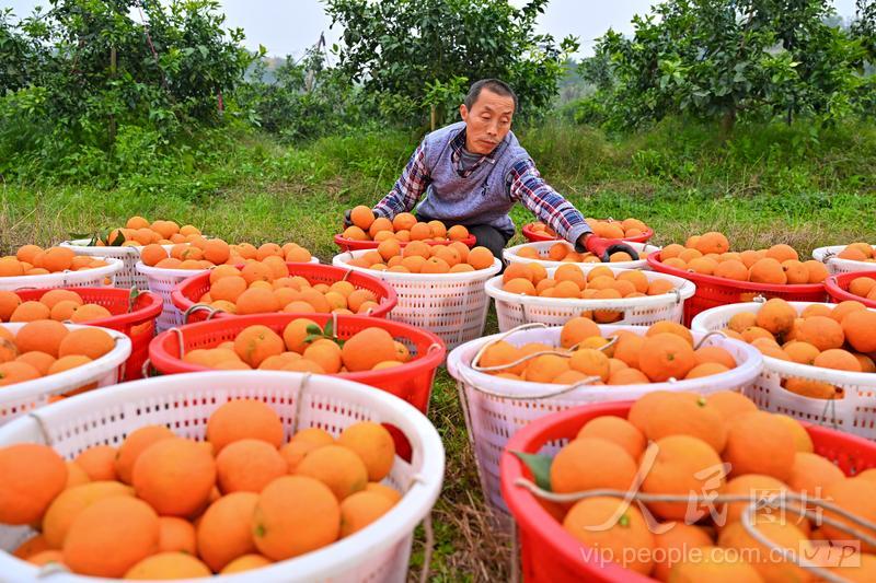 四川仁寿：柑橘丰收 助农增收