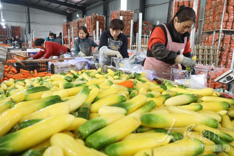 河南温县：胡萝卜丰收清洗销售忙