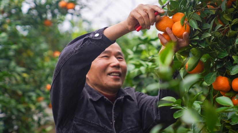 高质量发展调研行｜浙江台州黄岩：“一颗果子”富裕一方百姓