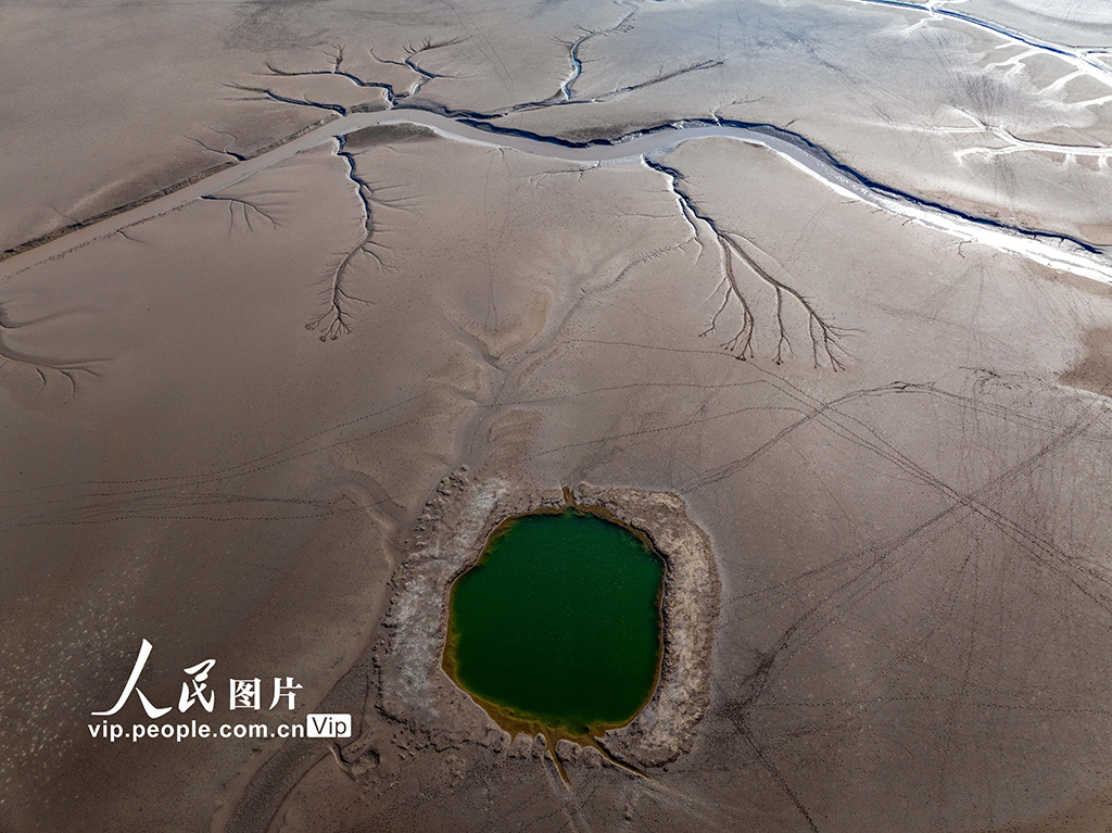 江苏盐城：黄海湿地现“龙尾潮汐树”景观