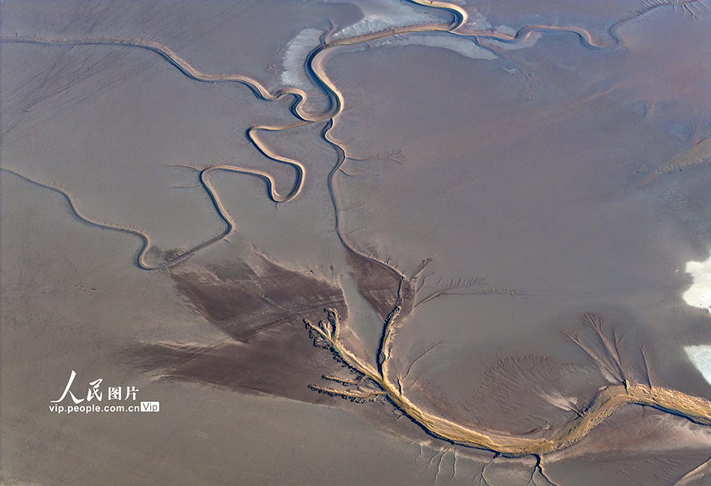 江苏盐城：黄海湿地现“龙尾潮汐树”景观