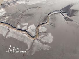 江苏盐城：黄海湿地现“龙尾潮汐树”景观