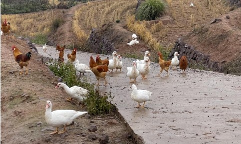 高质量发展调研行丨浙江丽水遂昌：“共富工坊”里的95后小伙