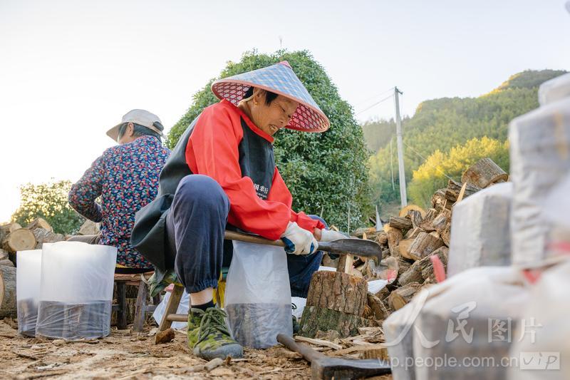 安徽旌德：发展灵芝产业 助力乡村振兴