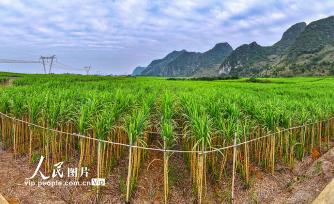 广西田阳：黄金果蔗 丰收在望