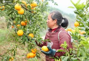 四川广安：果农采摘、洗选新鲜脐橙