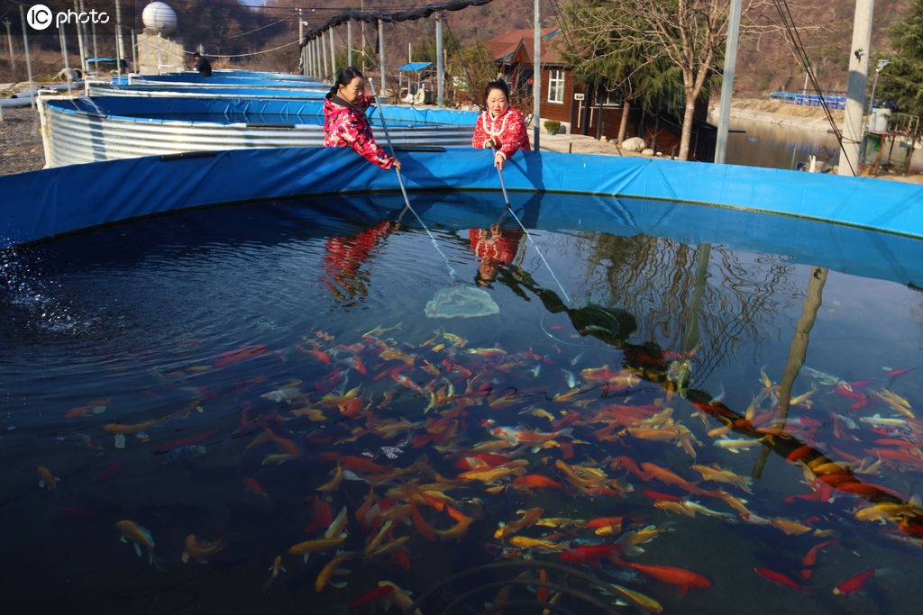 河南西峡：生态养殖 增收致富