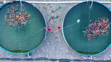 河南西峡：生态养殖 增收致富