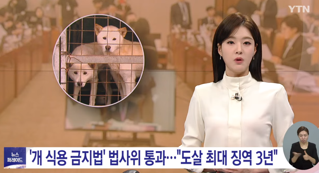 韩媒报道禁食狗肉法案（韩国YTN电视台）