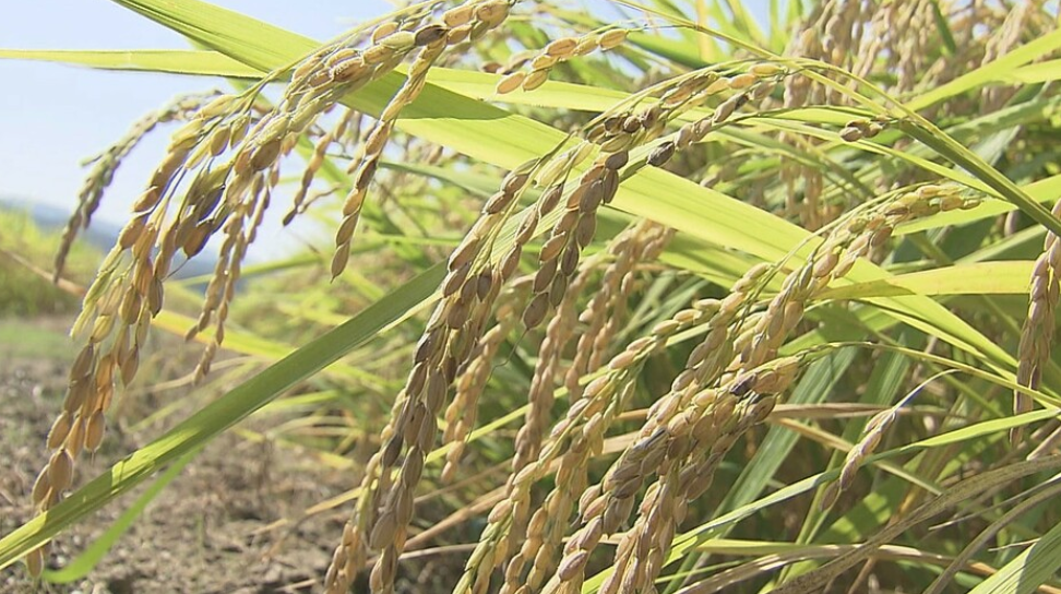 日本“米荒”持续（日本新潟电视台）