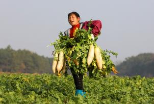 江西吉安：菜农采收蔬菜抢鲜上市