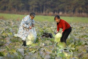 江西吉安：菜农采收蔬菜抢鲜上市