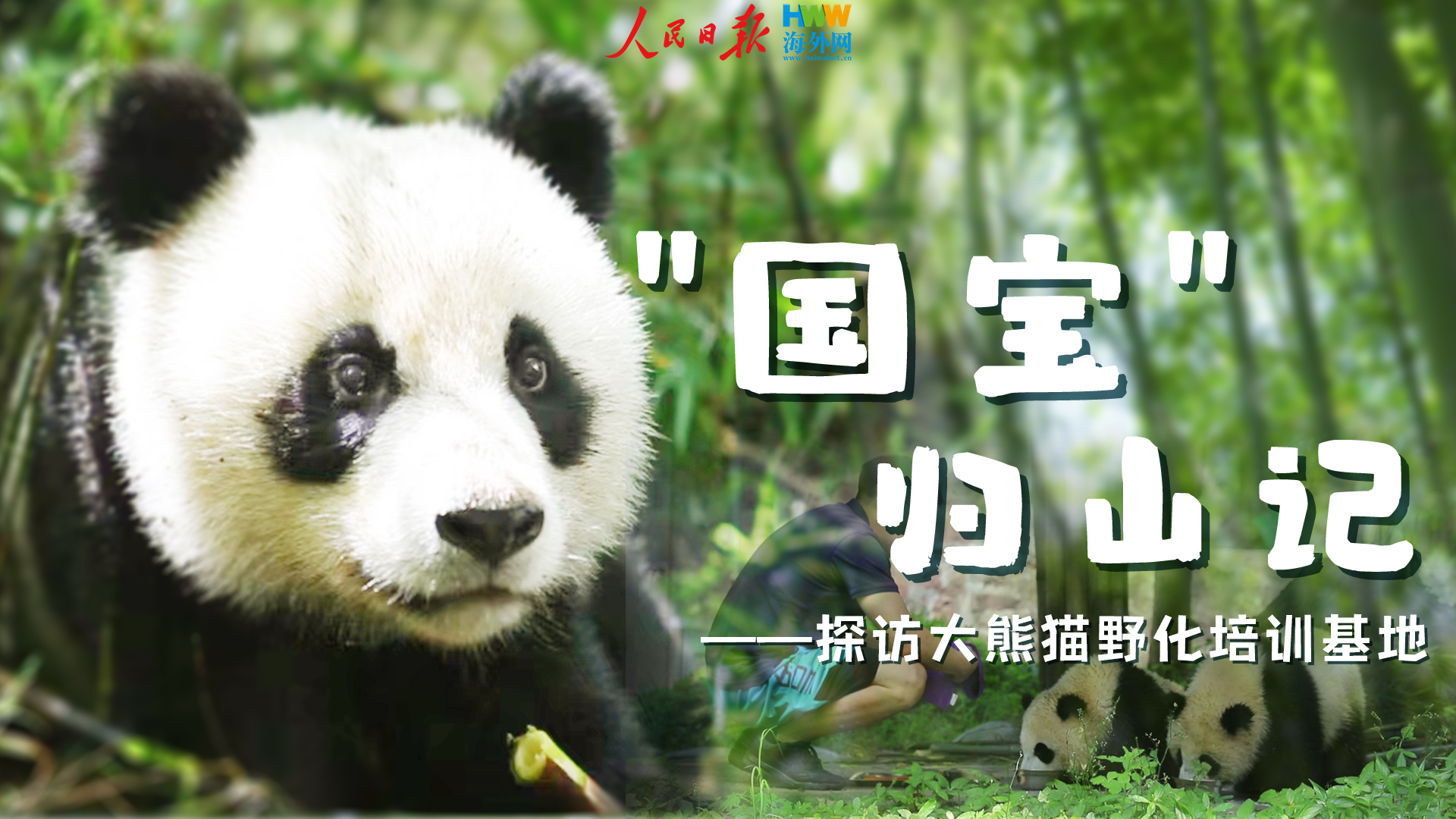 “国宝”归山记—— 探访大熊猫野化培训基地