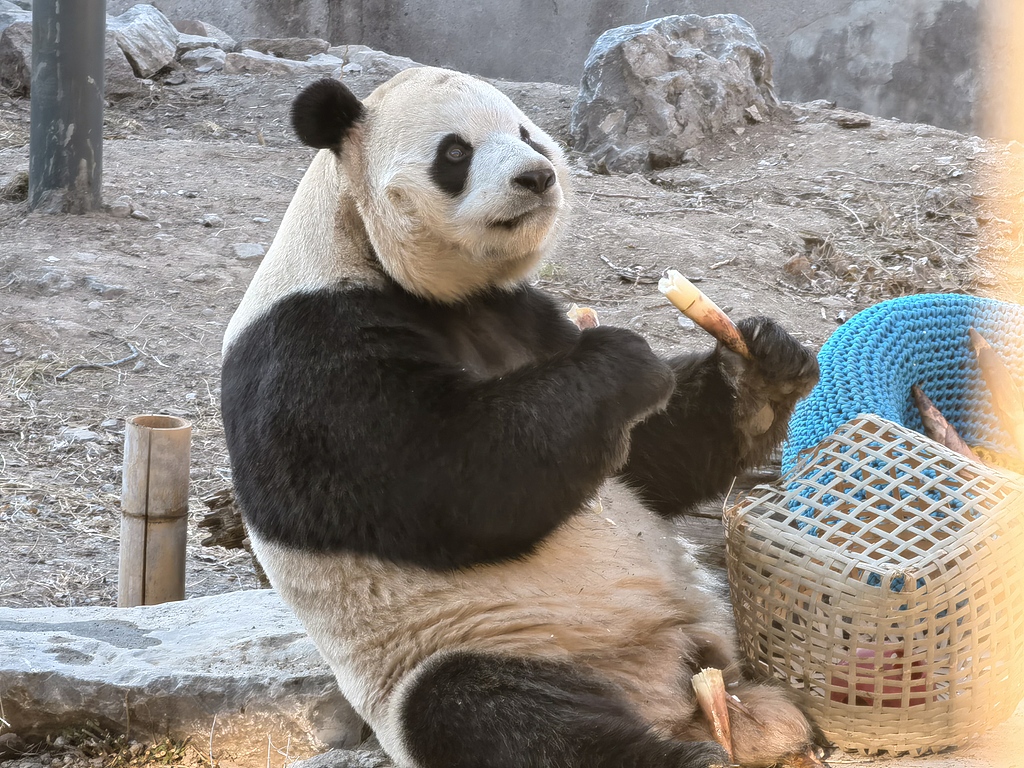 北京：大熊猫“福星”惬意用餐憨态十足