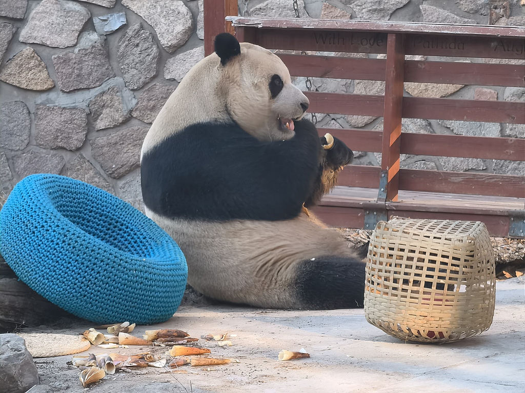 北京：大熊猫“福星”惬意用餐憨态十足