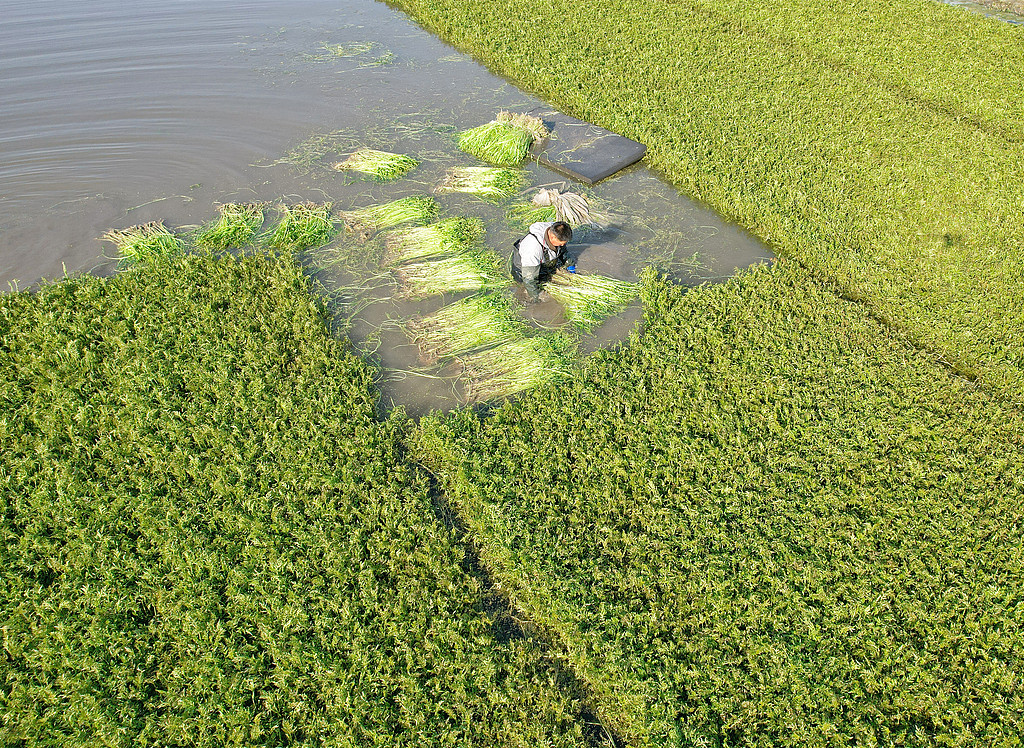 江苏南通：种植户采收水芹供应节日市场