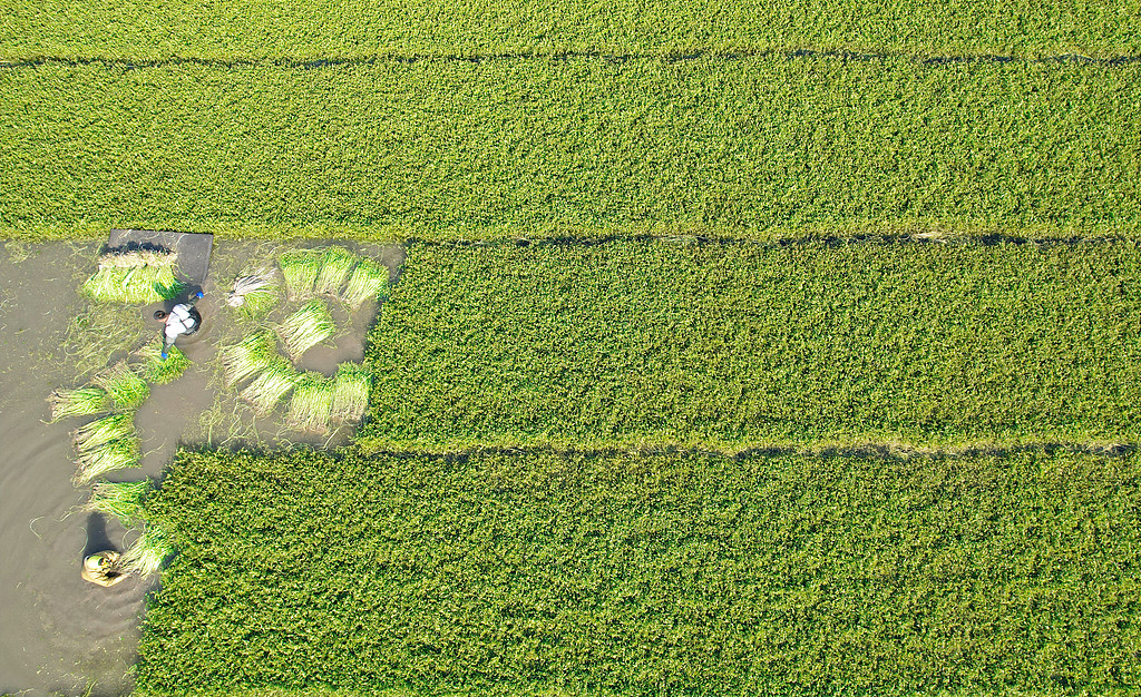 江苏南通：种植户采收水芹供应节日市场