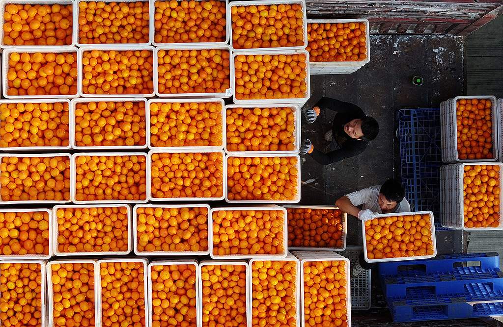 南宁：万亩沃柑陆续成熟进入采摘期