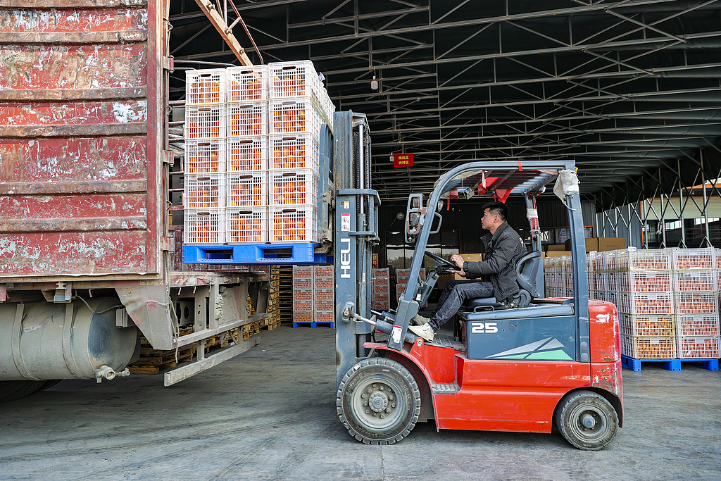 南宁：万亩沃柑陆续成熟进入采摘期