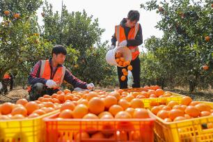 南宁：万亩沃柑陆续成熟进入采摘期