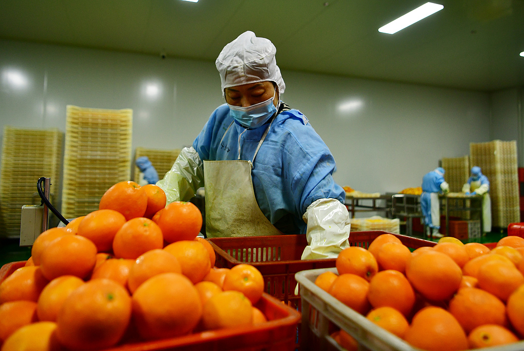湖北秭归：食品工人精深加工脐橙